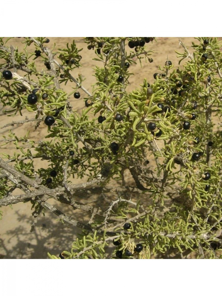 ������ ������ ����� (lycium ruthenicum)